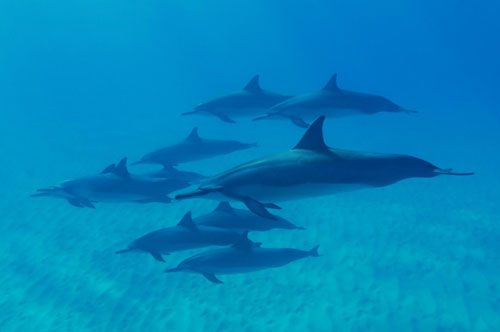 стая дельфинов в море